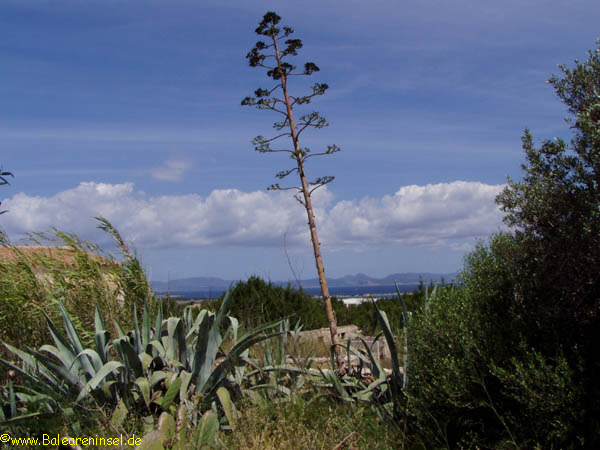 Agave